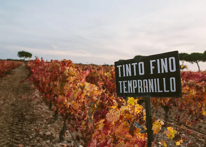 호텔 & Arzuaga (adults Only) 킨타니야 데 오네시모